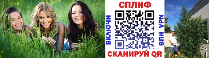 Канабис семена  Любим 
